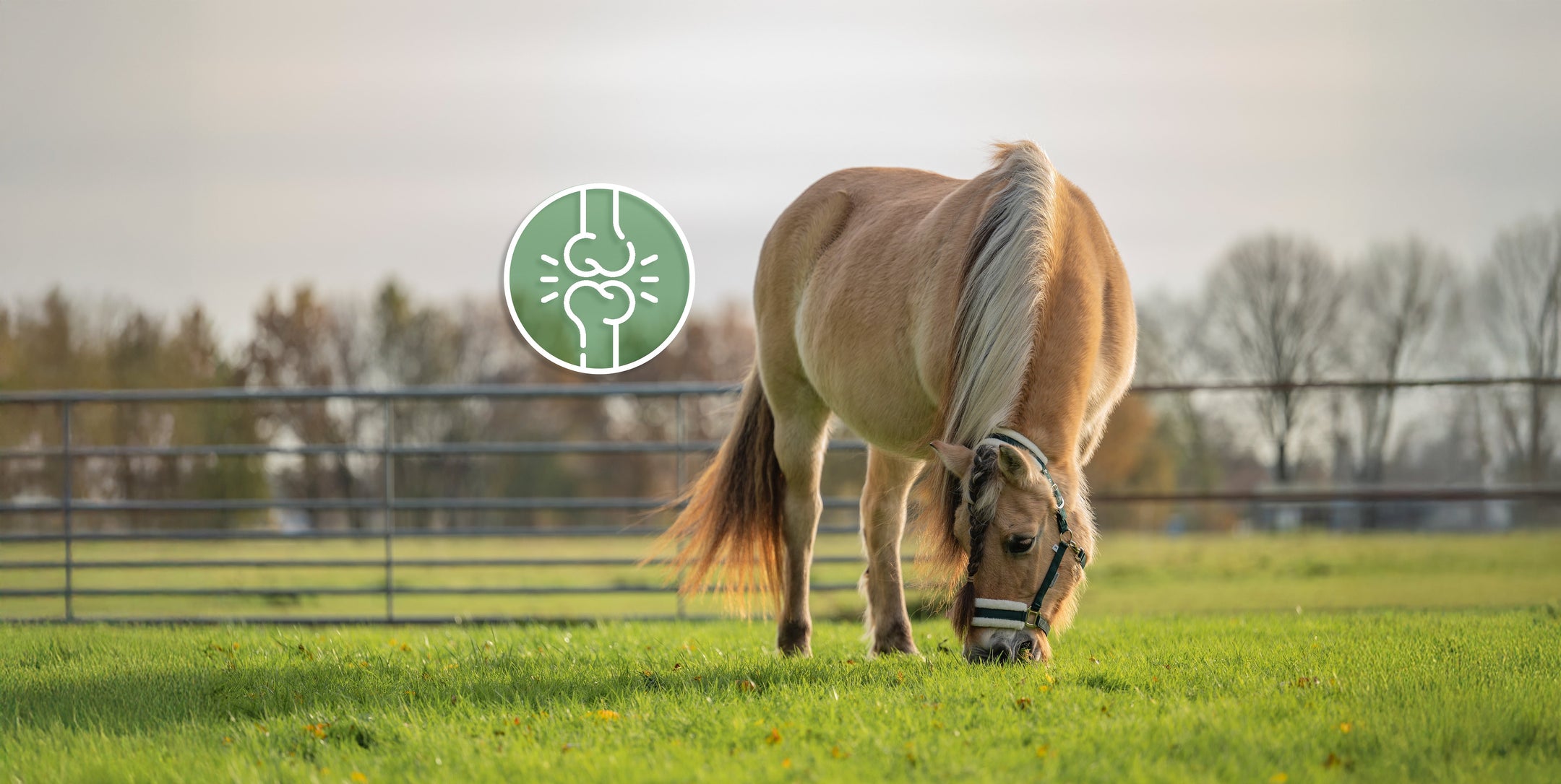 Gezonde en soepele gewrichten bij een paard