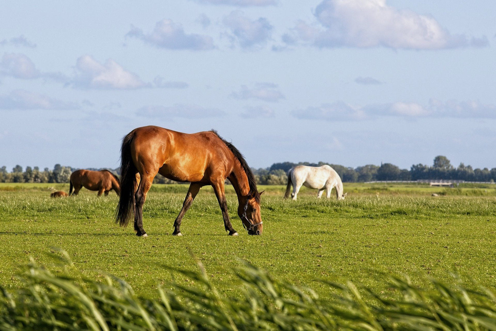 Het weideseizoen komt er weer aan!