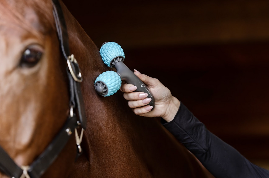 Herstel en ontspanning voor je paard – heruitgevonden met Waldhausen Health + Care