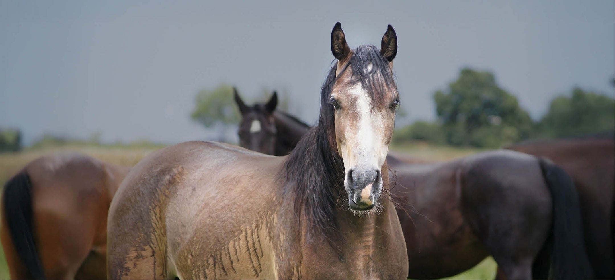 Trilt je paard in de regen? Dit is wat je kan doen