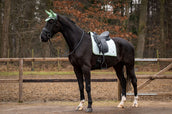 HB Showtime Zadeldekje Spring Dressuur Mintgroen HB Showtime Zadeldekje Spring Dressuur Mintgroen