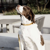 Kentucky Hondenriem Velvet Mosterd Kentucky Hondenriem Velvet Mosterd