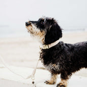 Kentucky Hondenhalsband Wol Beige Kentucky Hondenhalsband Wol Beige