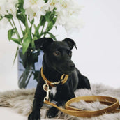 Kentucky Halsband Velvet Mustard Kentucky Halsband Velvet Mustard