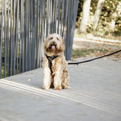 Kentucky Hondenriem Velvet Zwart Kentucky Hondenriem Velvet Zwart