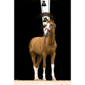 EQUITHÈME Neusbontje Teddy Roségoud EQUITHÈME Neusbontje Teddy Roségoud