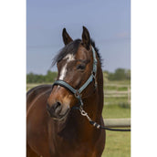 Norton Halster 4Lines Donkergroen Norton Halster 4Lines Donkergroen