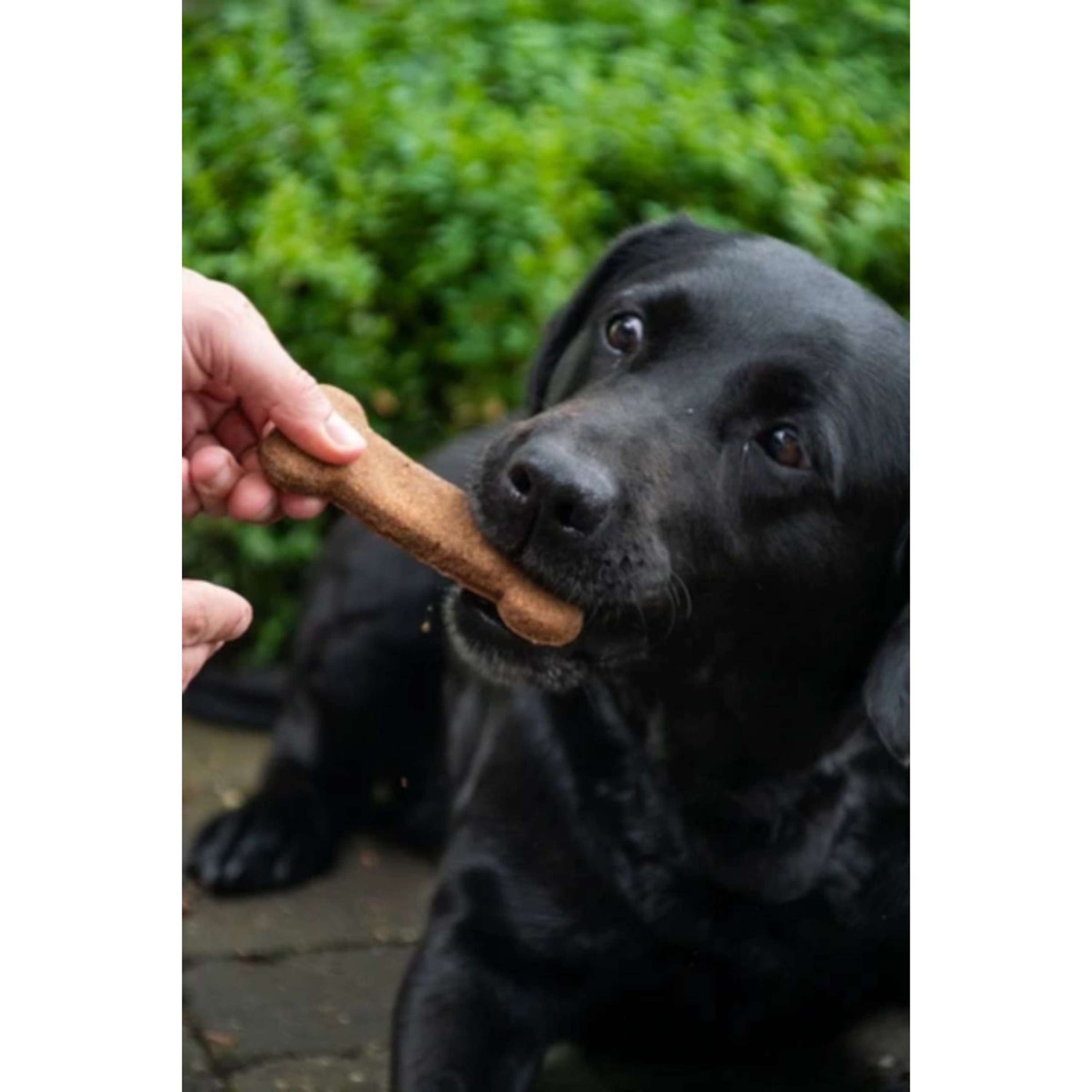 Bugbone Hondensnack 6 stuks Bugbone Hondensnack 6 stuks