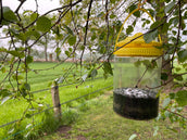 Knock Off Vliegenval FlyNip Knock Off Vliegenval FlyNip