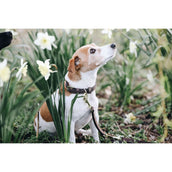 Kentucky Halsband Velvet Leather Brown Kentucky Halsband Velvet Leather Brown