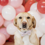 Kentucky Bow Tie Velvet Soft Rose Kentucky Bow Tie Velvet Soft Rose