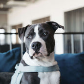 Kentucky Harnas Body Safe Wol Lichtblauw Kentucky Harnas Body Safe Wol Lichtblauw