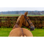 Trust Hoofdstel Knokke Bruin/Zilver Trust Hoofdstel Knokke Bruin/Zilver