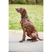 WeatherBeeta Dog Collar Elegance Black WeatherBeeta Dog Collar Elegance Black