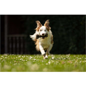 BR Hondenspeeltje Bone BR Hondenspeeltje Bone