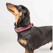 Back on Track Halsband Charlie Bordeaux Back on Track Halsband Charlie Bordeaux