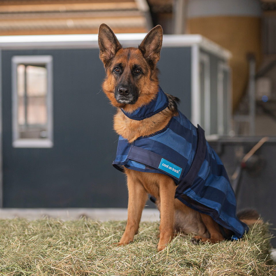 Huisdieren Huisdieren