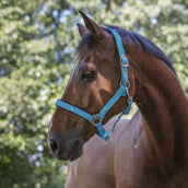 Norton Halster Fluo Onderlegd Blauw Norton Halster Fluo Onderlegd Blauw