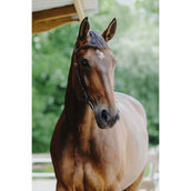 Norton Hoofdstel Freedom Havana Norton Hoofdstel Freedom Havana