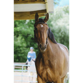 Norton Hoofdstel Freedom Havana Norton Hoofdstel Freedom Havana