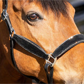 HB Halster Wisconsin Zwart/Zilver HB Halster Wisconsin Zwart/Zilver