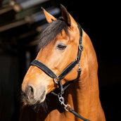 HB Halster Wisconsin Zwart/Zilver HB Halster Wisconsin Zwart/Zilver