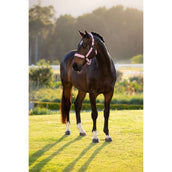 LeMieux Halster Essence Fondant LeMieux Halster Essence Fondant