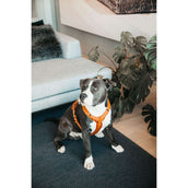 Kentucky Harnas Active Velvet Oranje Kentucky Harnas Active Velvet Oranje