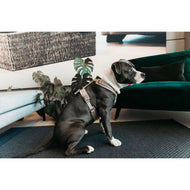 Kentucky Harnas Active Velvet Beige Kentucky Harnas Active Velvet Beige