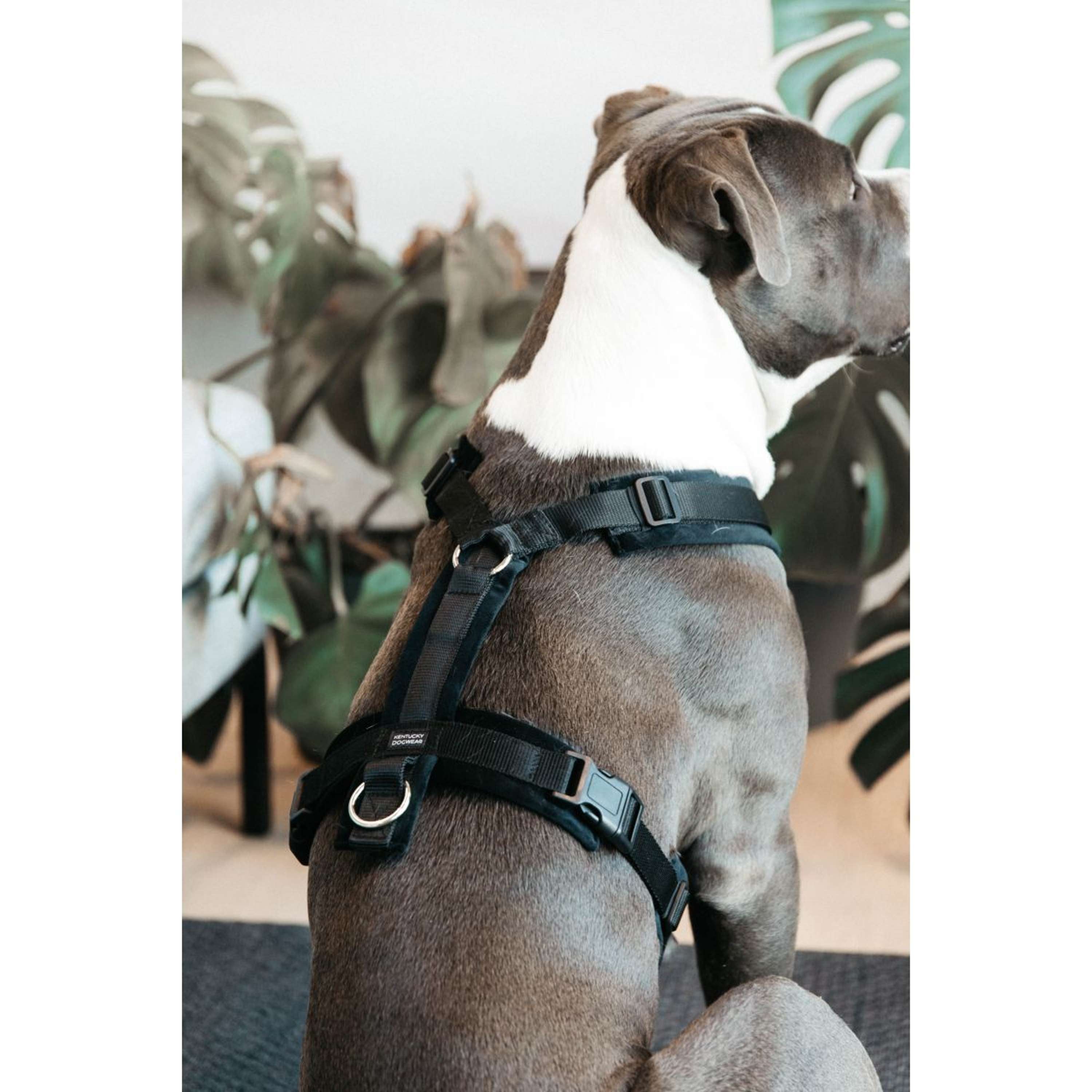 Kentucky honden harnas actief velvet zwart Kentucky honden harnas actief velvet zwart