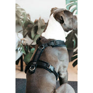 Kentucky Harnas Active Velvet Zwart Kentucky Harnas Active Velvet Zwart