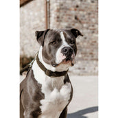 Kentucky Halsband Teddy Fleece Pine Green Kentucky Halsband Teddy Fleece Pine Green