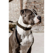 Kentucky Halsband Teddy Fleece Pine Green Kentucky Halsband Teddy Fleece Pine Green