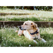 Kentucky Halsband Plaited Nylon Navy Kentucky Halsband Plaited Nylon Navy