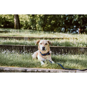 Kentucky Halsband Plaited Nylon Navy Kentucky Halsband Plaited Nylon Navy