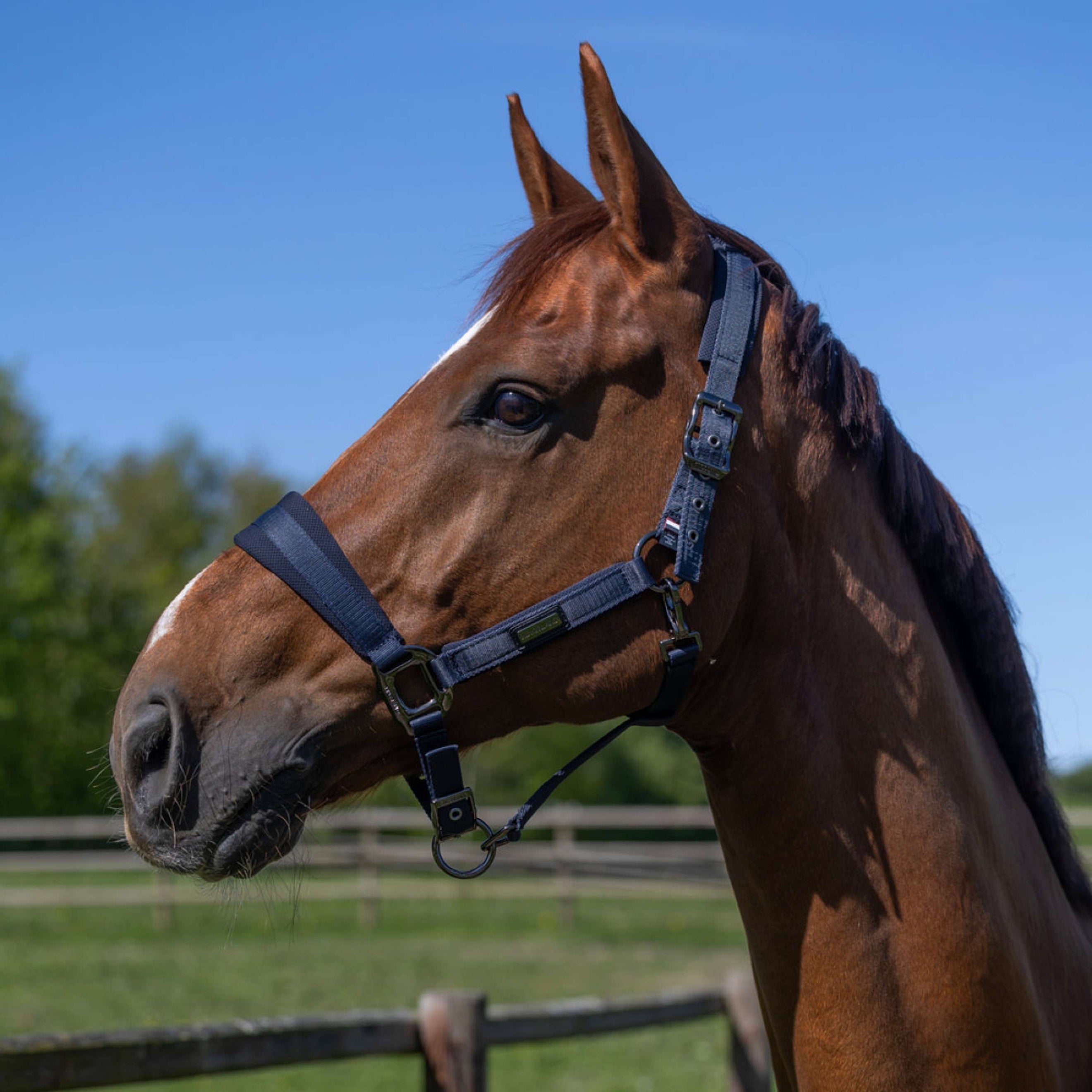 Kingsland Halsterset KLLucca Navy Kingsland Halsterset KLLucca Navy