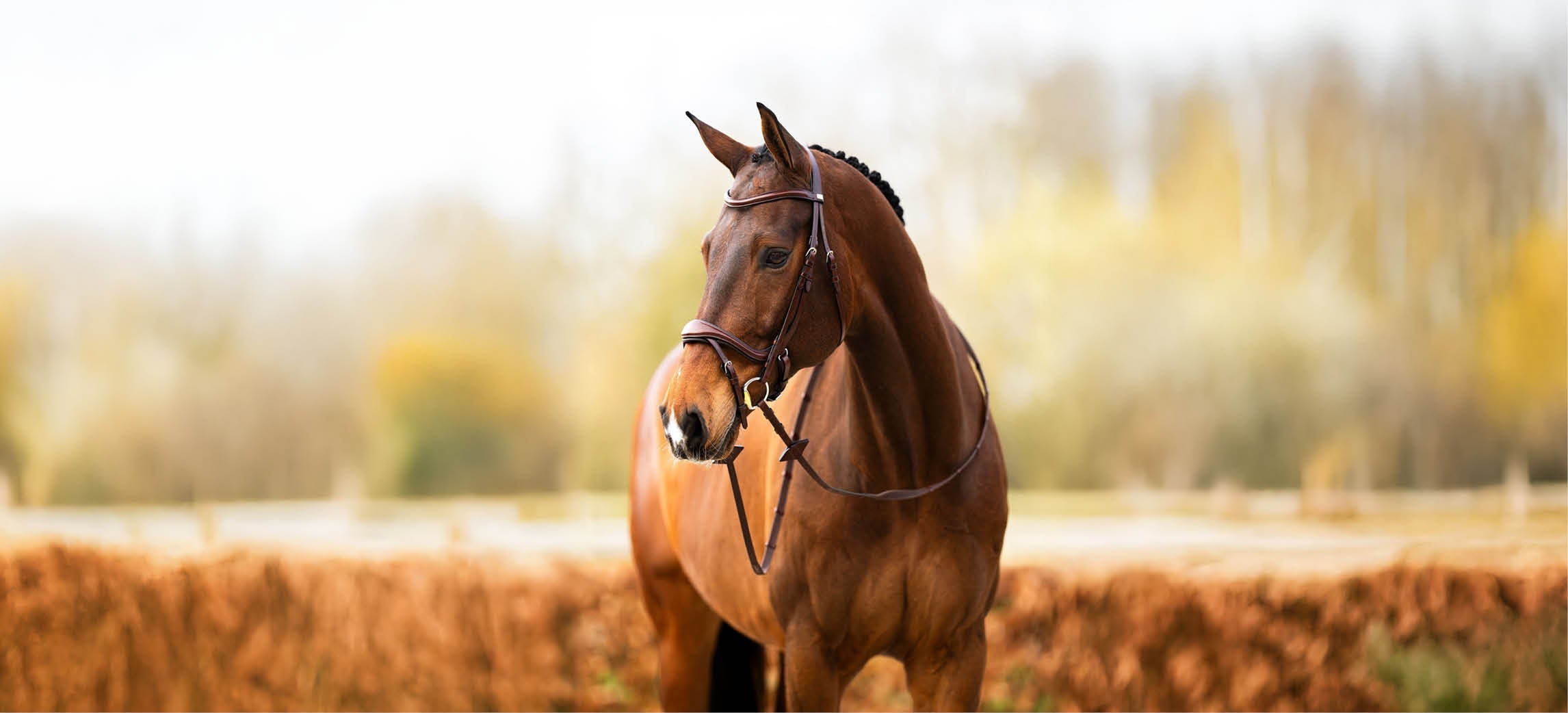 Welk BR hoofdstel past bij jou en je paard?
