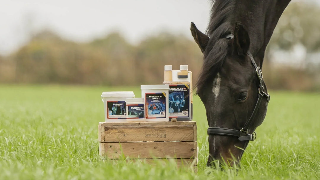 Klaar voor het nieuwe seizoen? De lente- en zomerproducten van Equine America