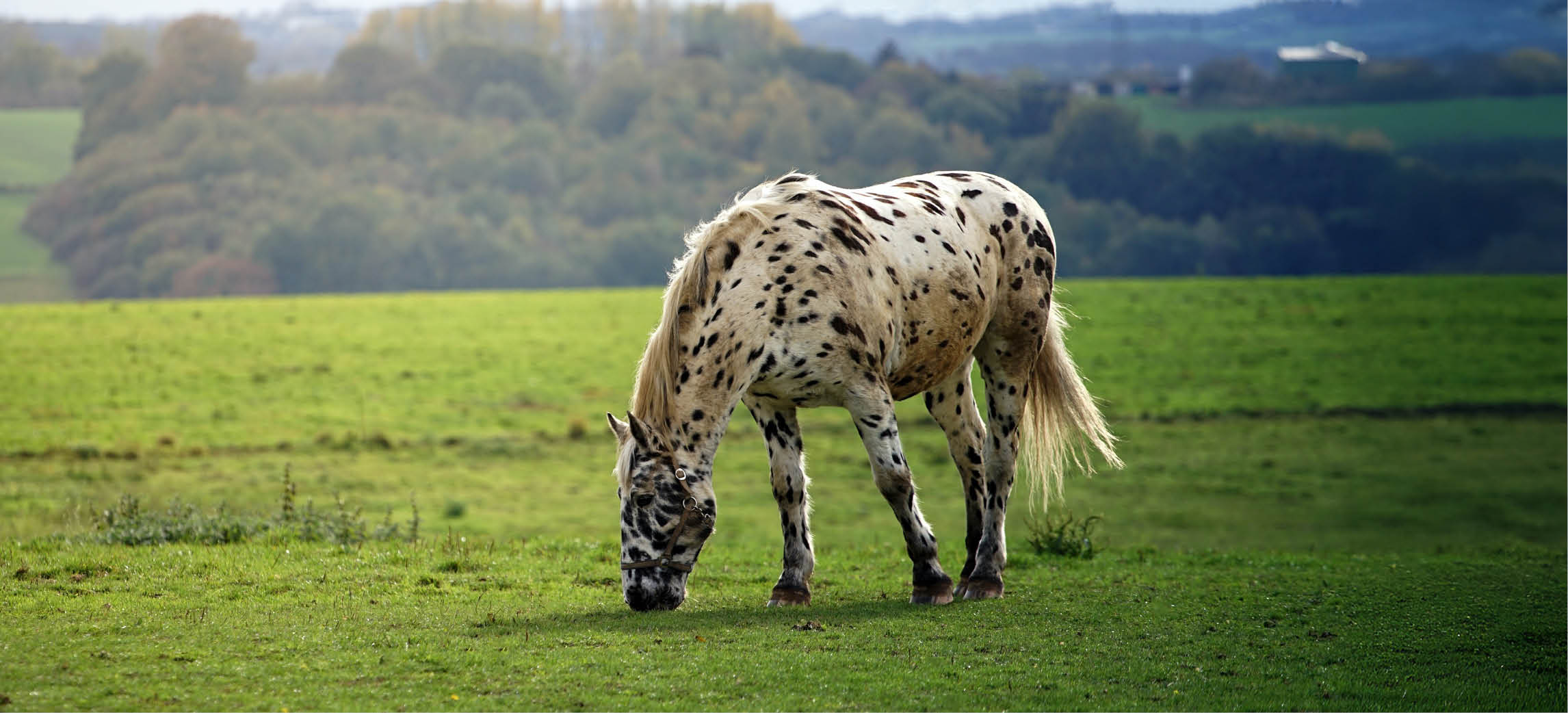 Vitamines voor paarden: alles wat je moet weten