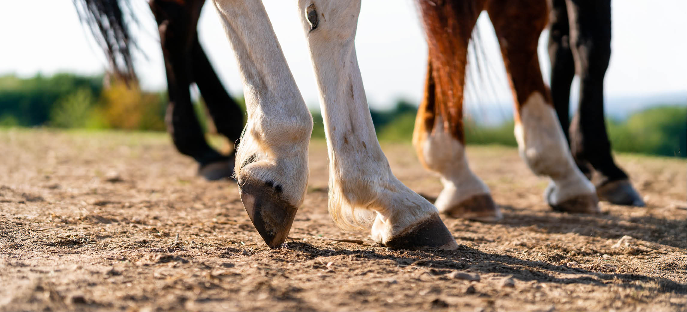 Paard kreupel: hoe lang is rust verstandig?