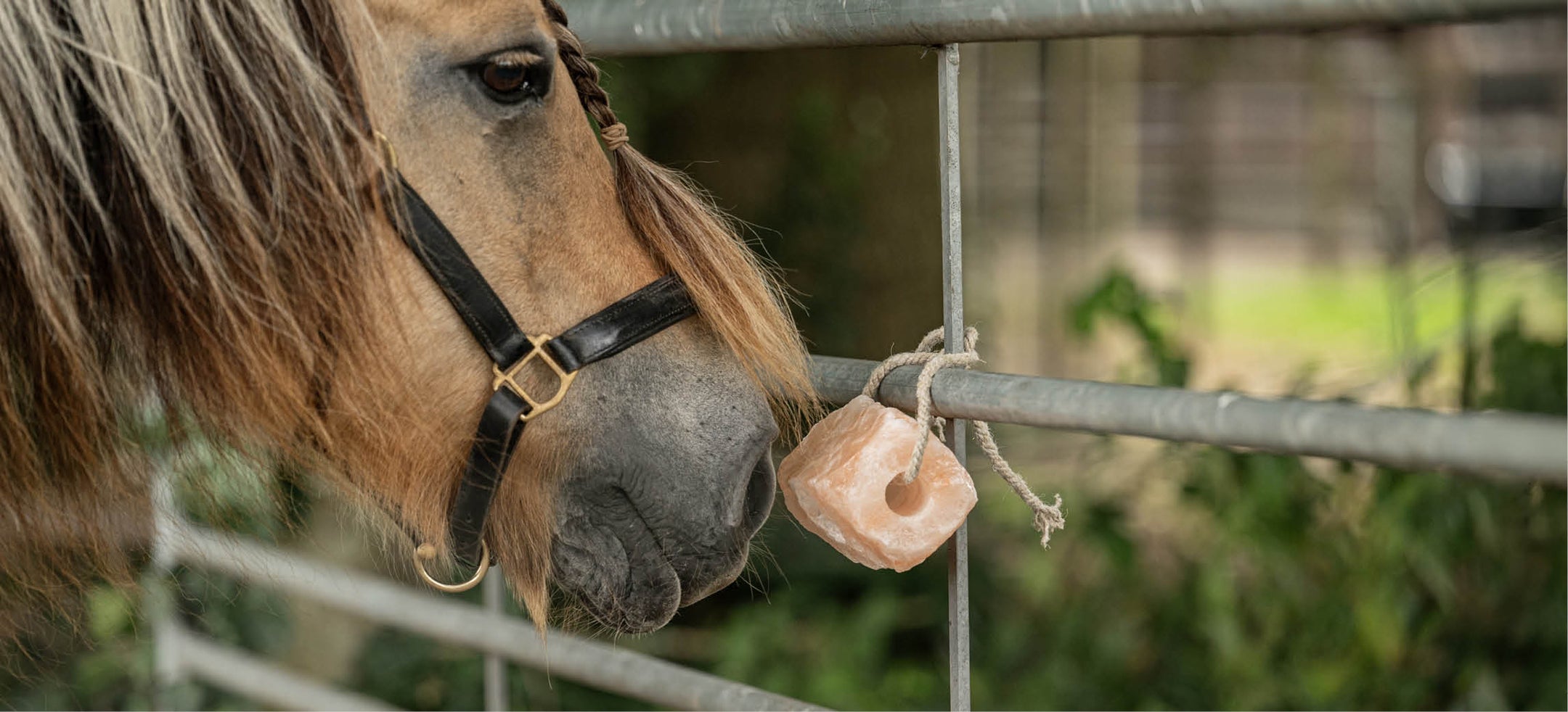 Mineralen voor paarden: de bouwstenen van een gezond paard
