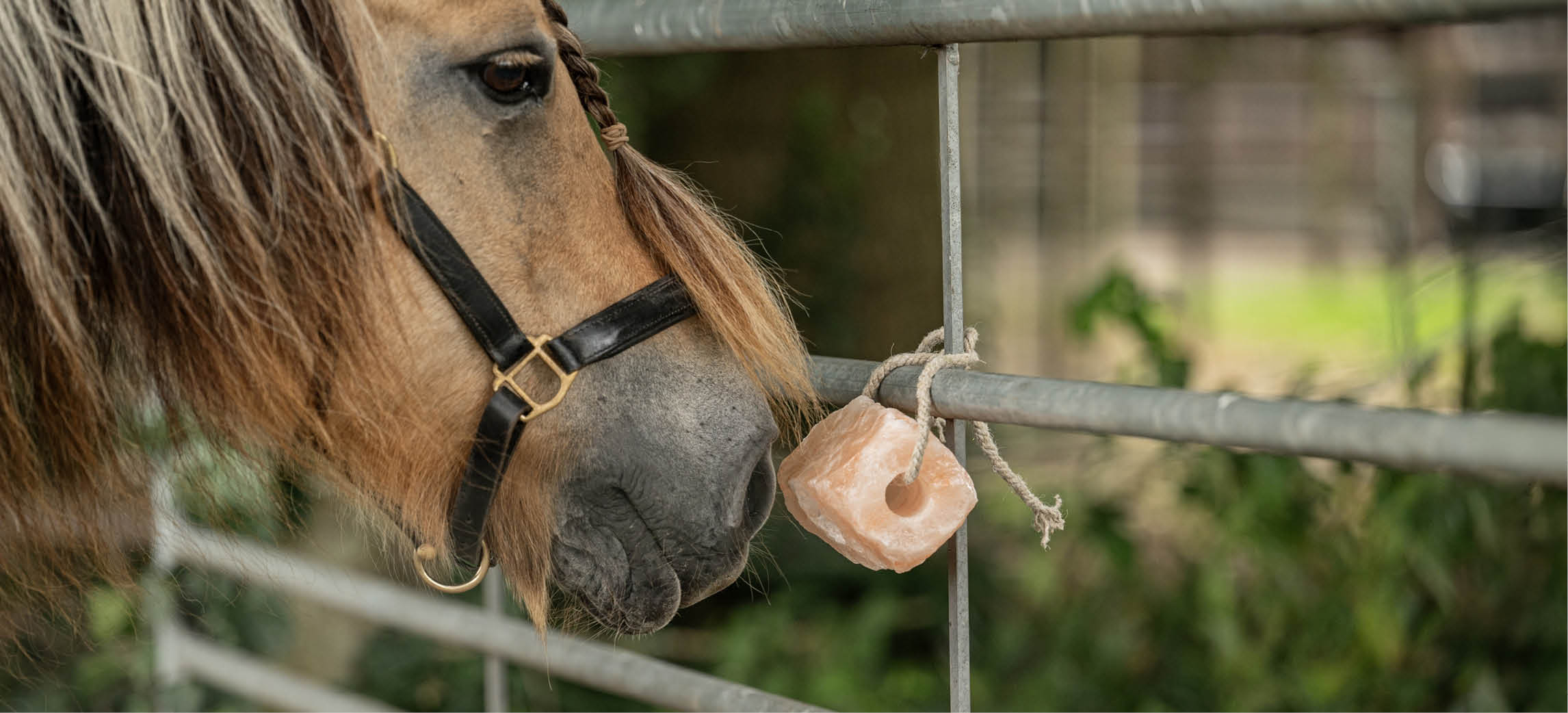 Mineralen voor paarden: de bouwstenen van een gezond paard