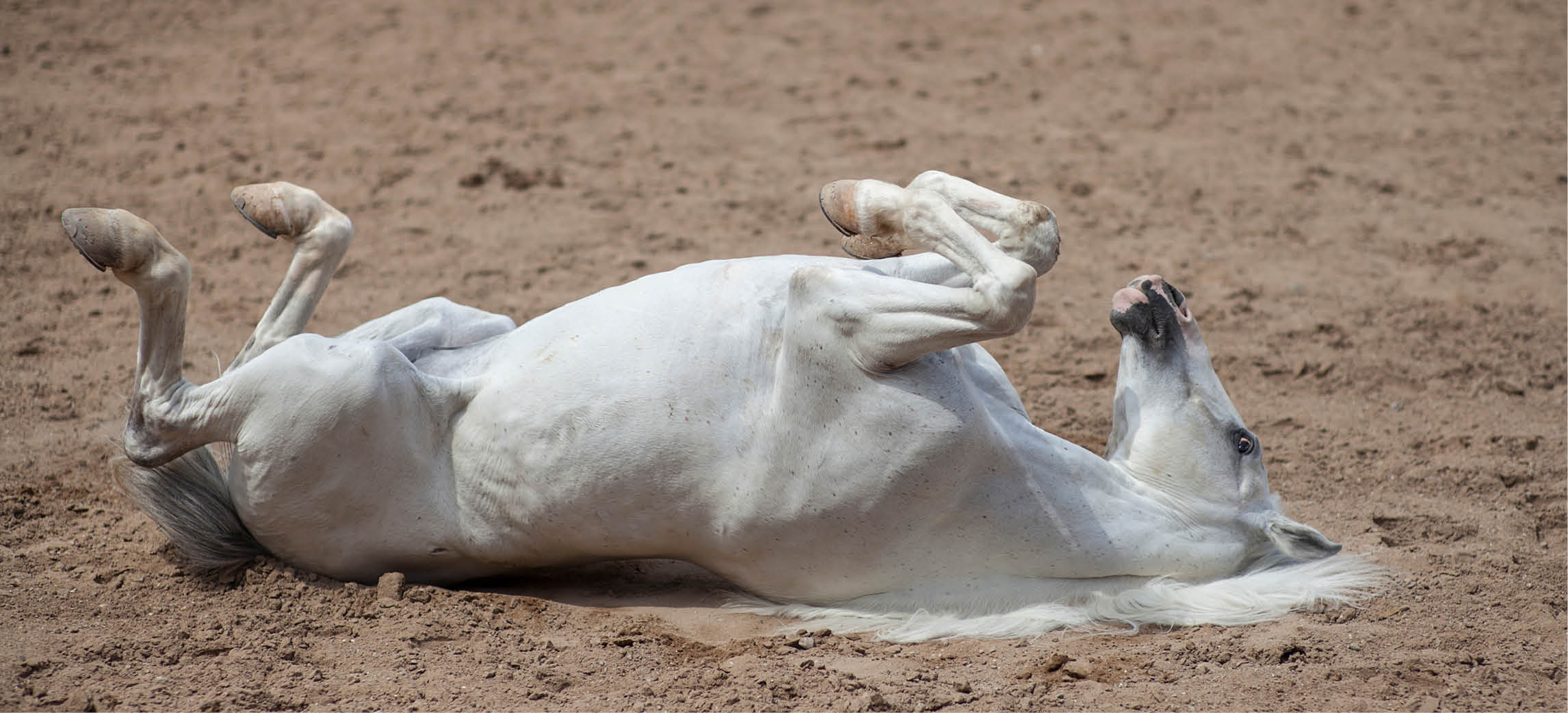 Koliek bij paarden: herkennen, handelen & voorkomen