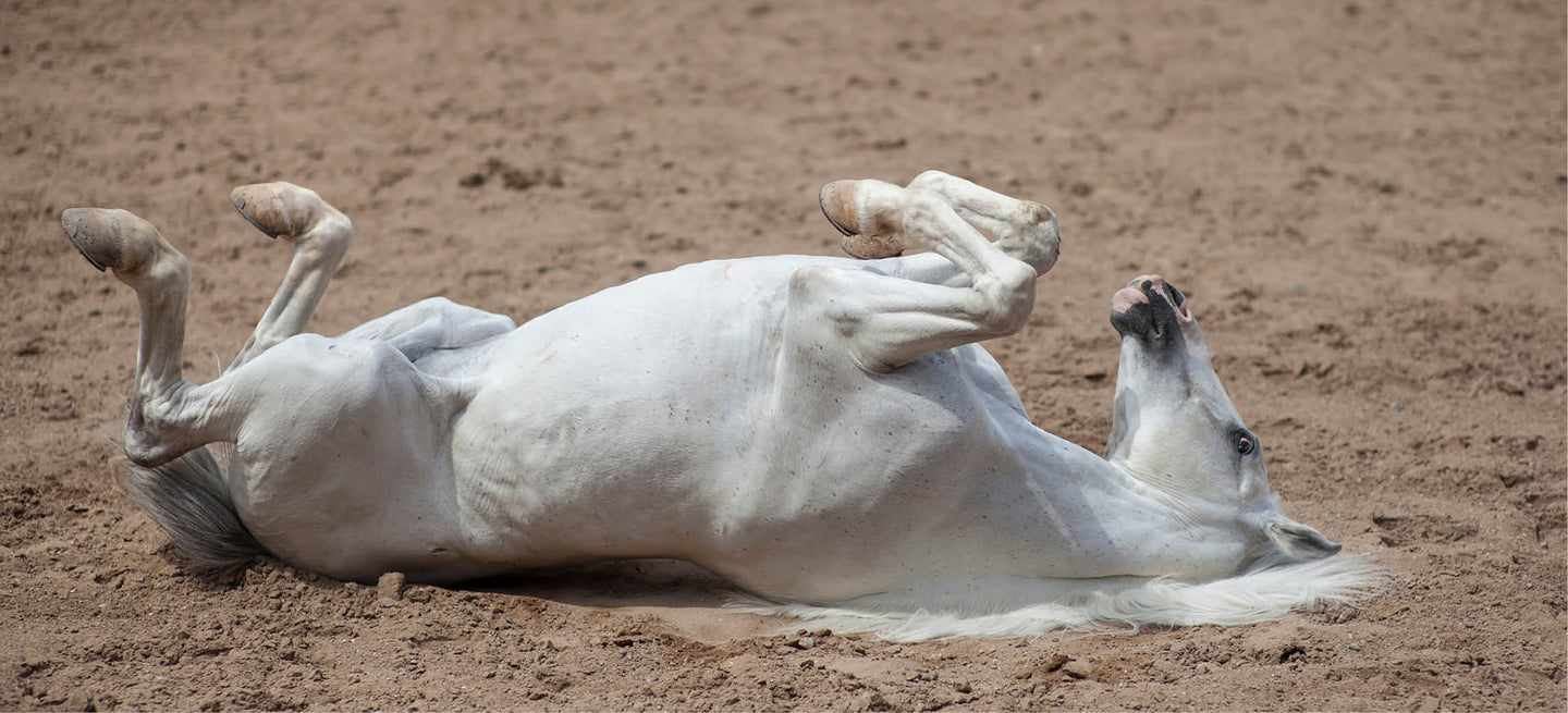 Koliek bij paarden: herkennen, handelen & voorkomen