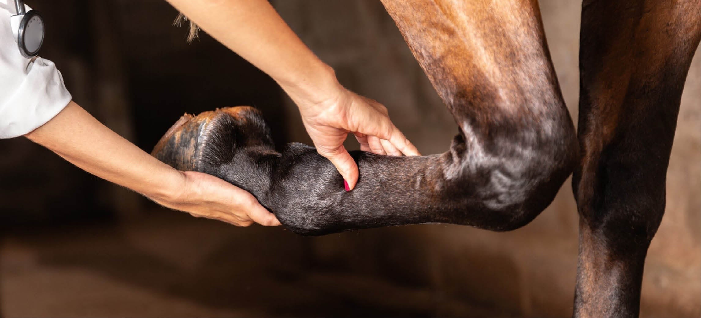 Kreupel paard: wat doe je en wanneer bel je de dierenarts?