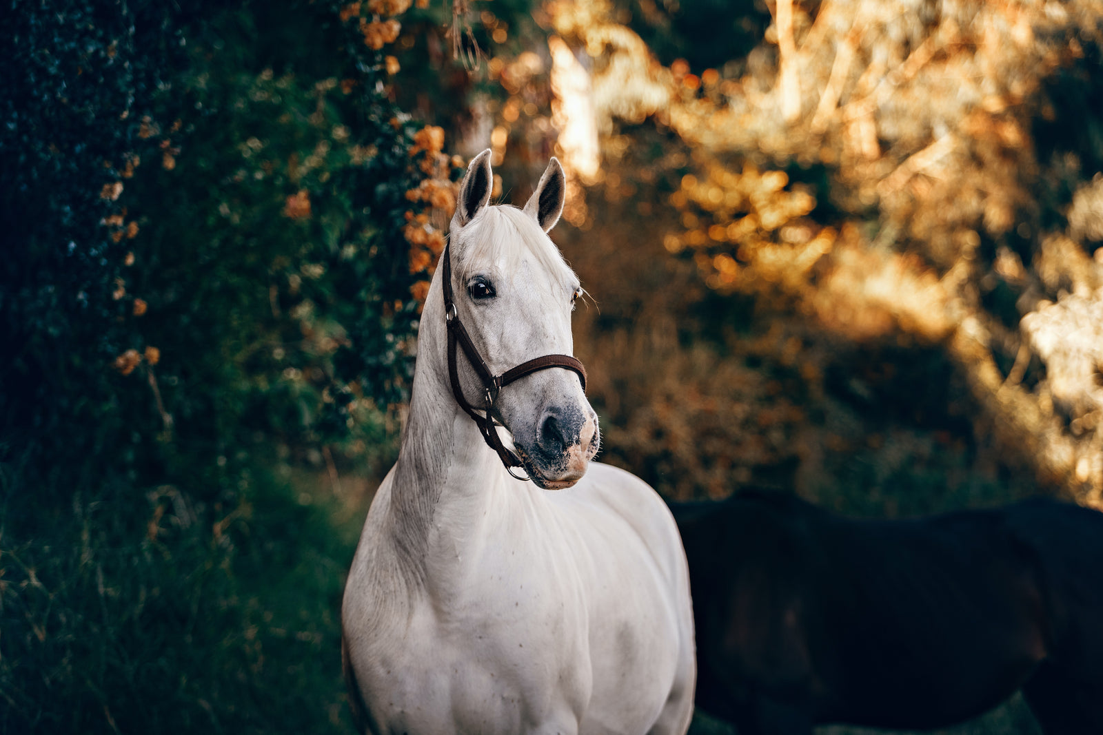 Zó ondersteun je de spieren van je paard met HorseFlex