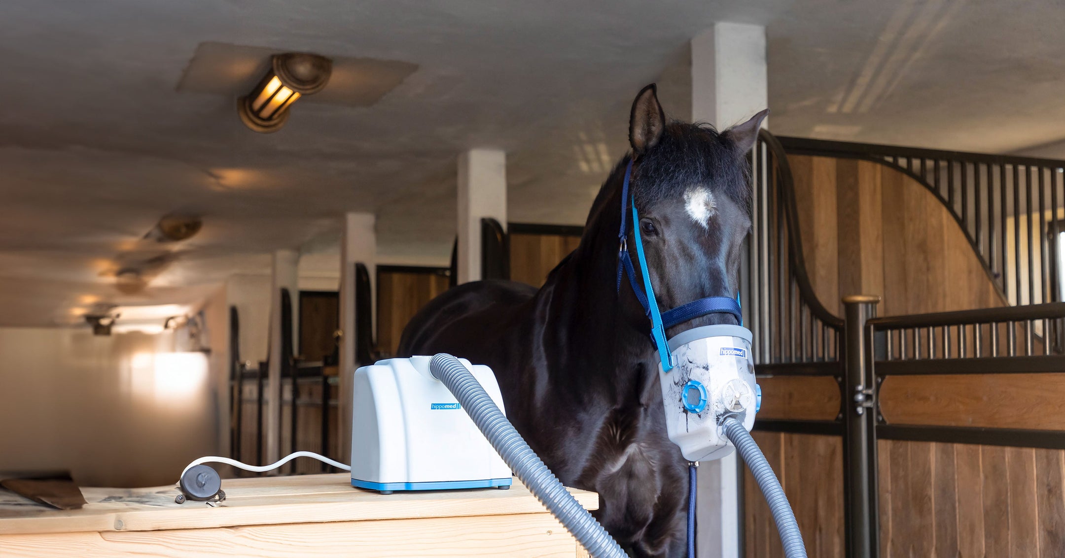 Luchtwegklachten bij paarden