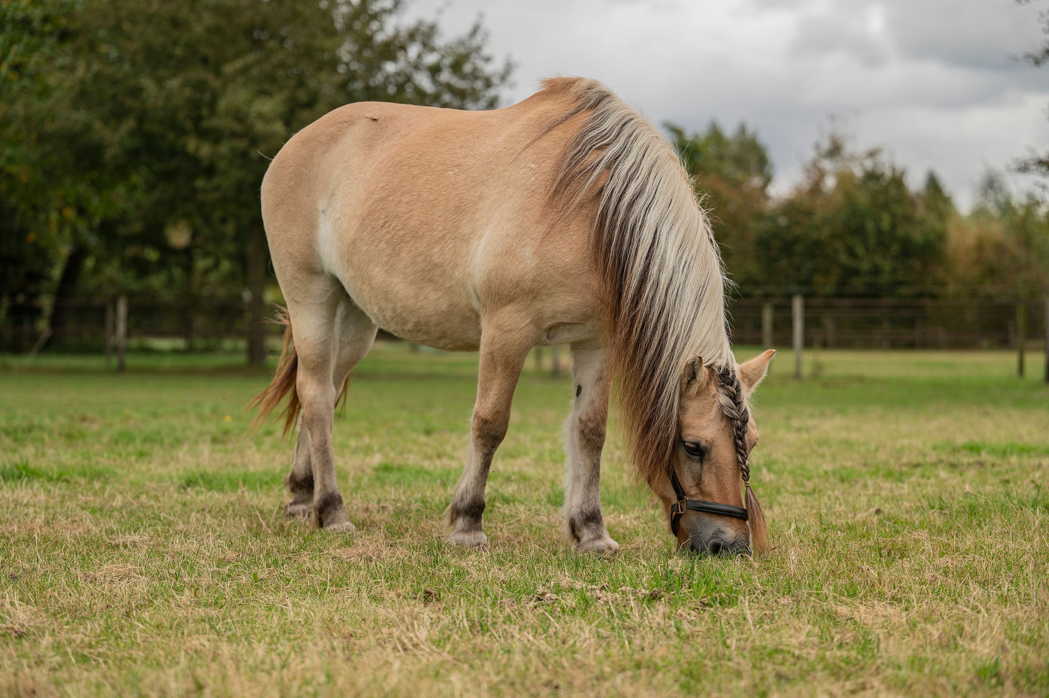 Metazoa: het gezonde paardenvoer dat ook geschikt is voor koudbloeden!