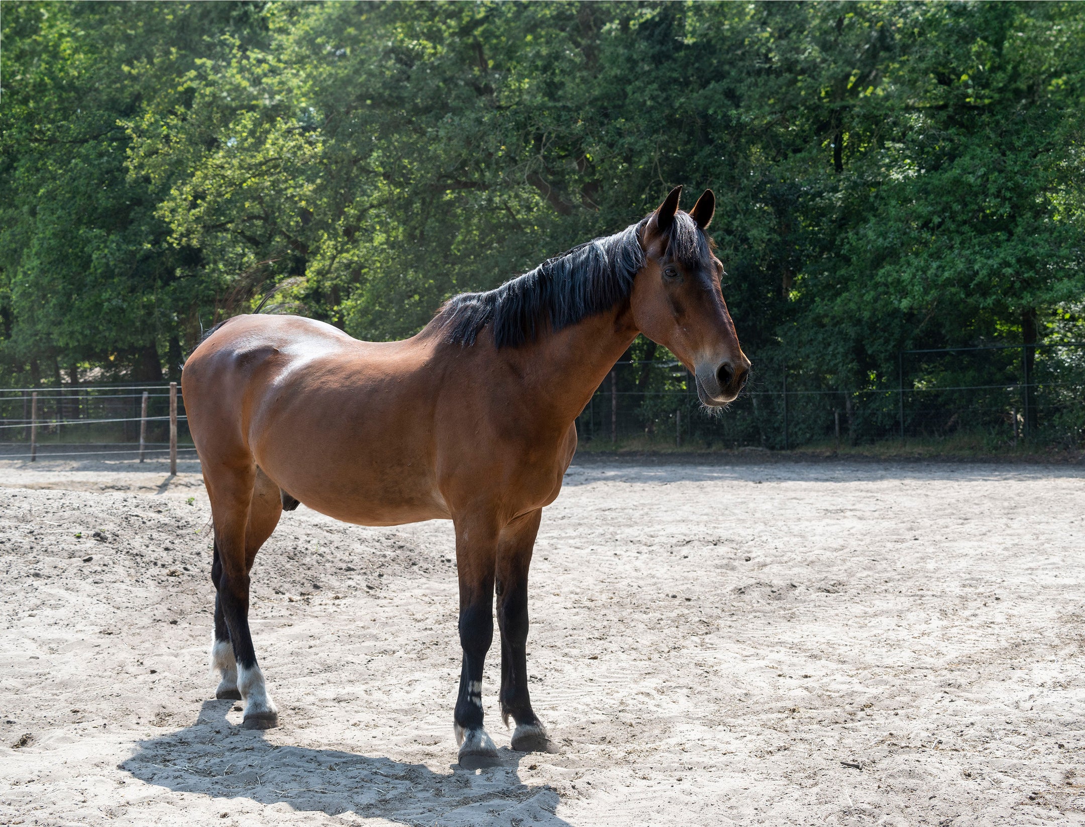 Pavo: Het oude paard