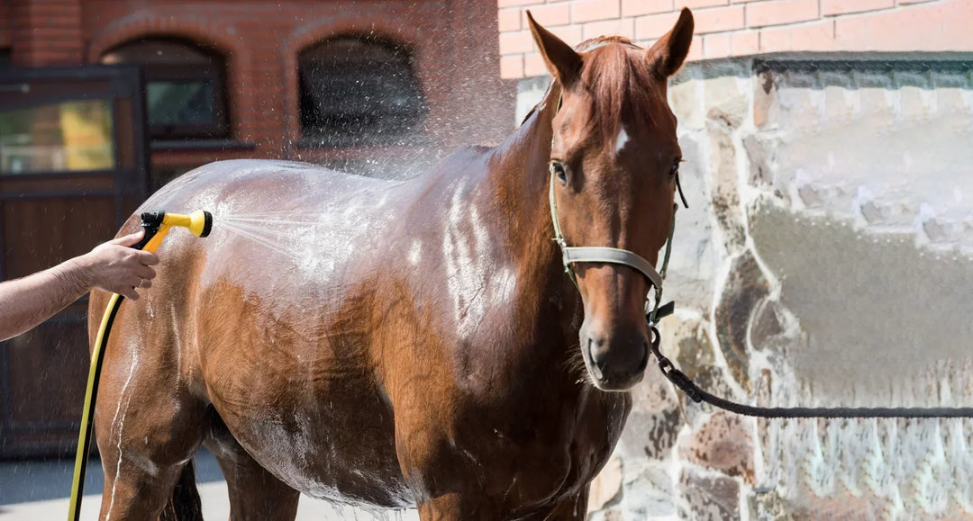 Zo voorkom je hittestress bij je paard
